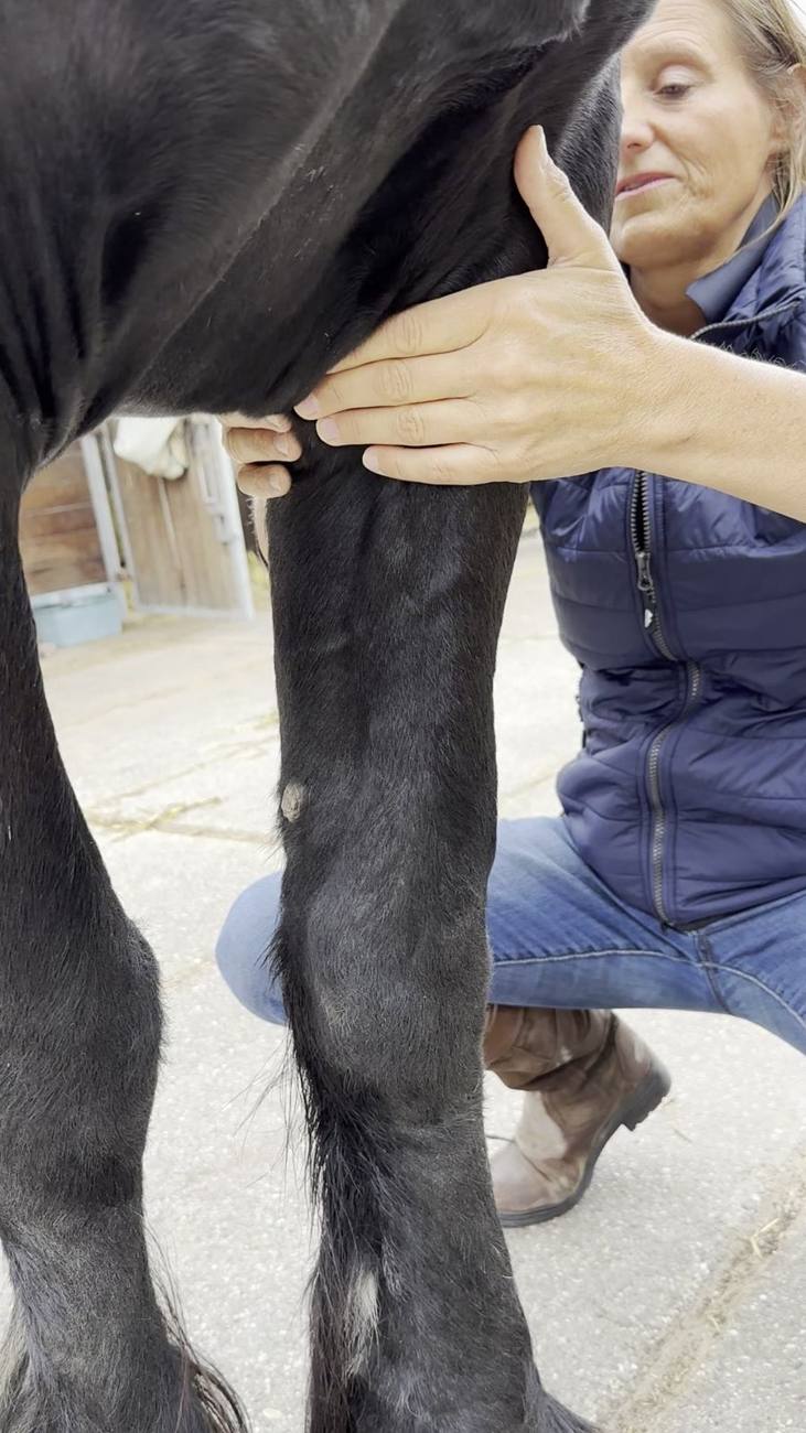 Ellen behandelt het achterbeen van een paard