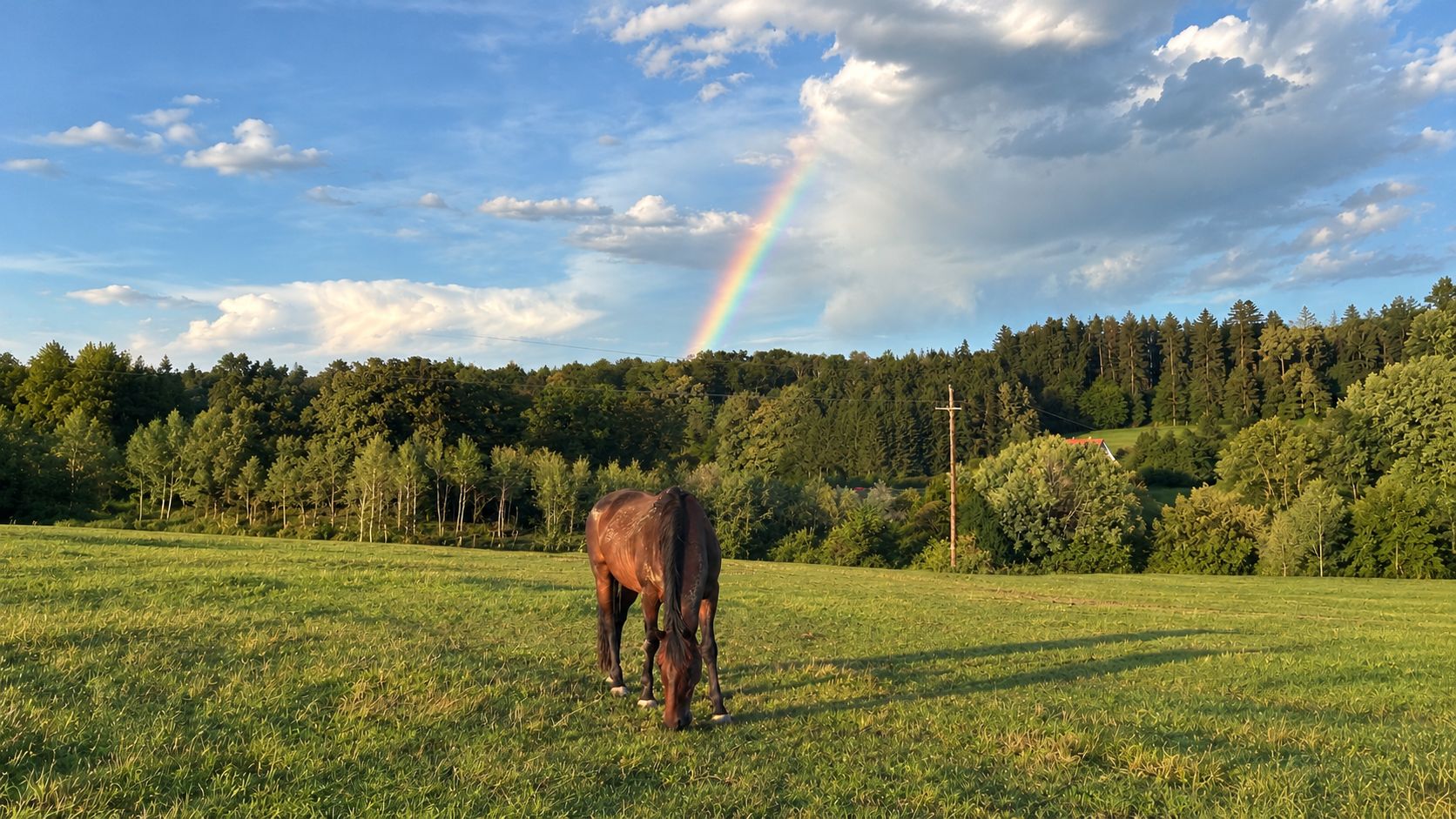 Mendez graast in de wei in Oostenrijk, met een regenboog boven het bos